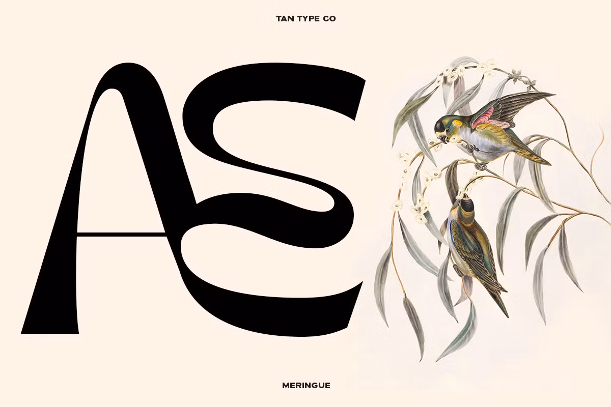 Examples of merchandise featuring TAN - MERINGUE typeface